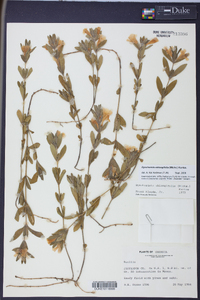 Dyschoriste oblongifolia image