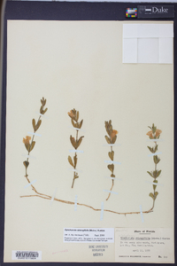 Dyschoriste oblongifolia image