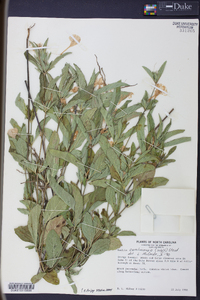 Ruellia caroliniensis image