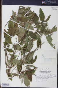 Ruellia caroliniensis image