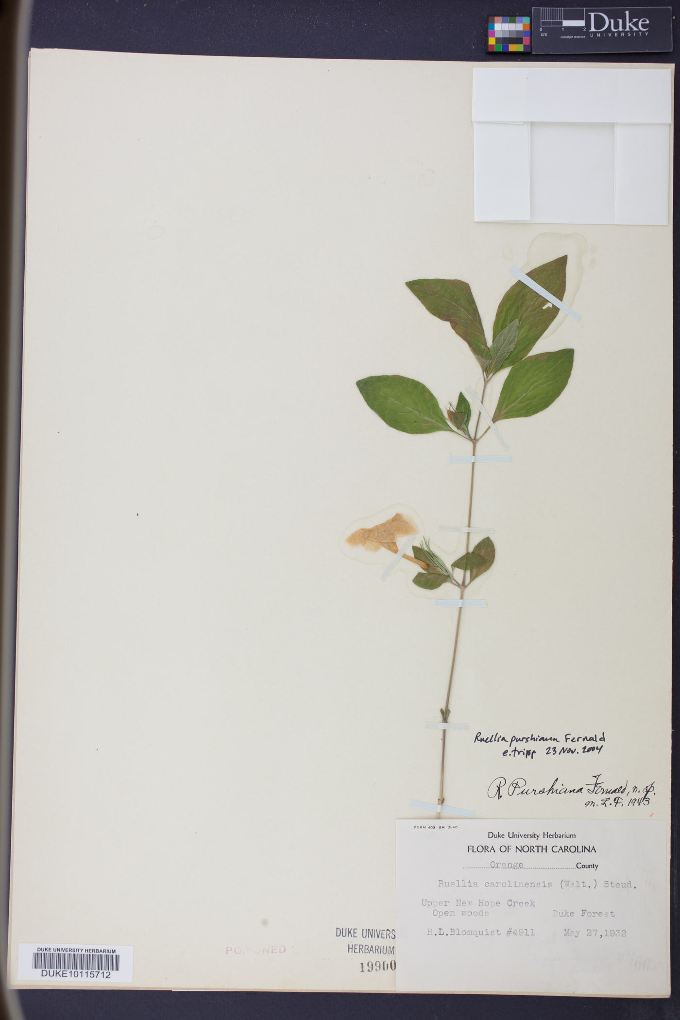 Ruellia purshiana image