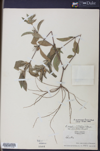 Ruellia caroliniensis image