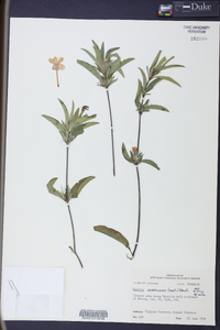 Ruellia caroliniensis image