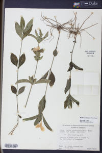 Ruellia caroliniensis image