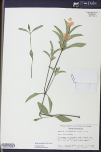 Ruellia caroliniensis image