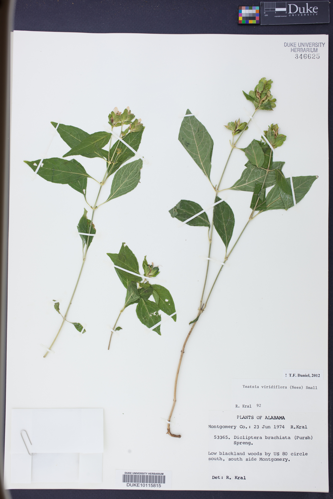 Yeatesia viridiflora image