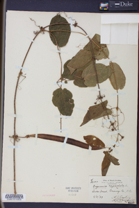 Bignonia capreolata image