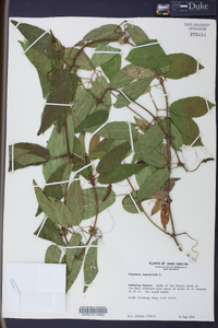 Bignonia capreolata image