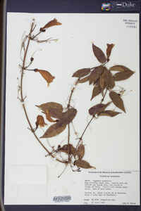 Bignonia capreolata image