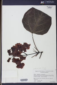 Catalpa bignonioides image