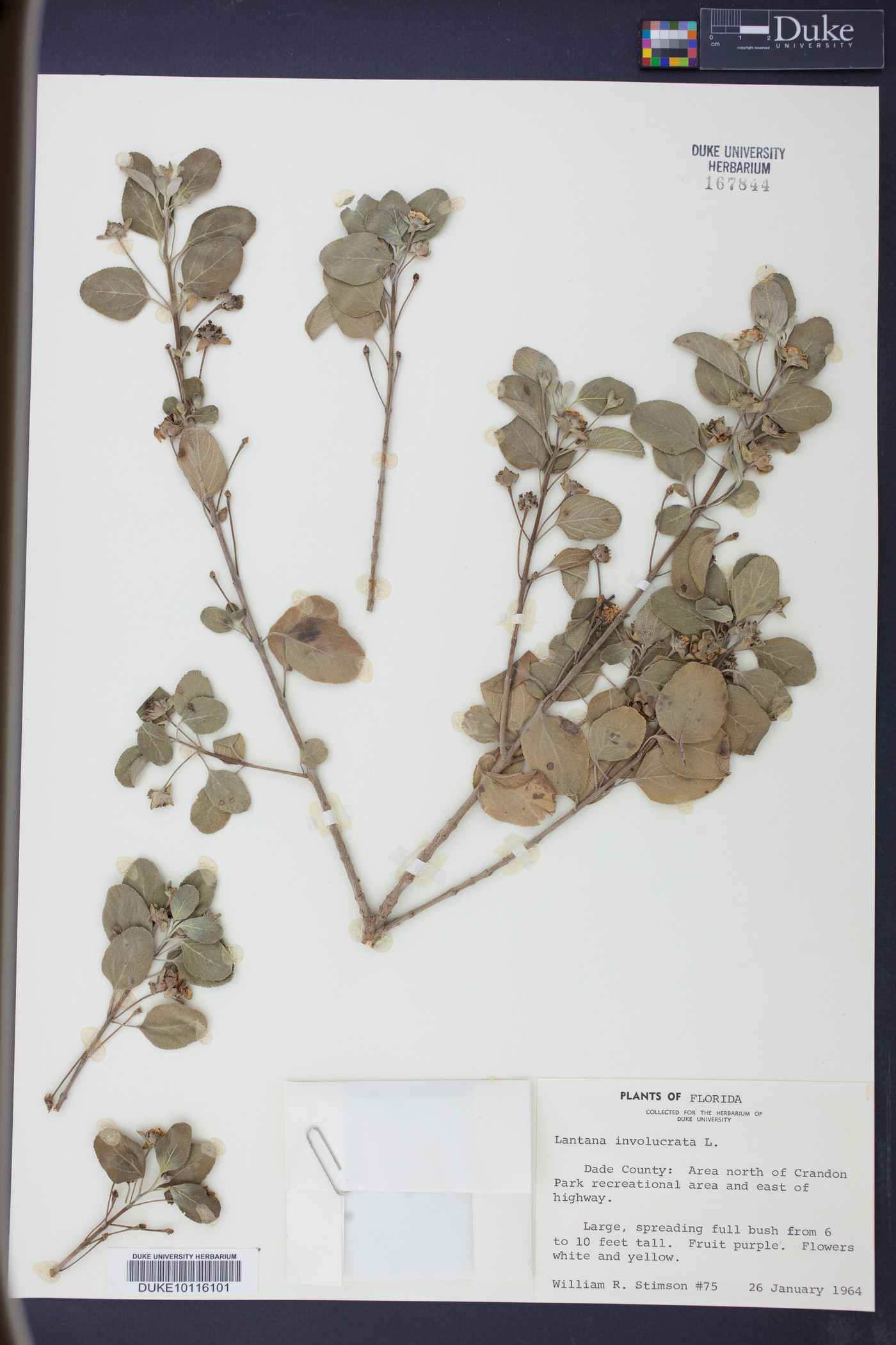 Lantana involucrata image