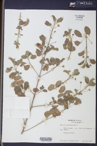 Lantana involucrata image