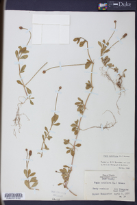 Phyla nodiflora image