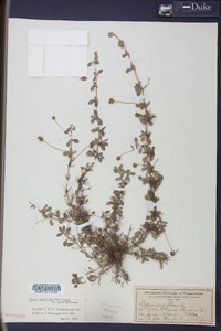 Phyla nodiflora image