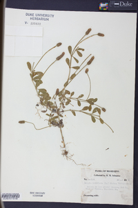 Phyla nodiflora image