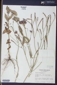 Verbena bonariensis image