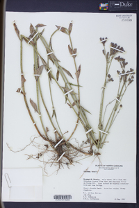 Verbena brasiliensis image