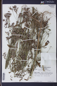 Verbena brasiliensis image