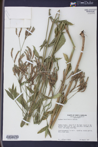 Verbena brasiliensis image