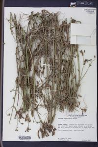 Verbena brasiliensis image