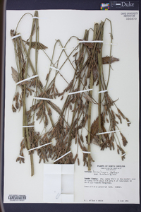 Verbena brasiliensis image