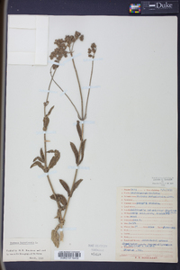 Verbena bonariensis image