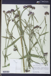 Verbena bonariensis image