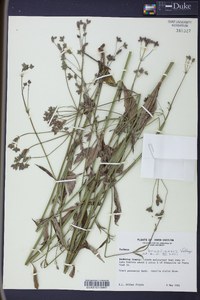 Verbena brasiliensis image