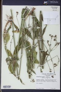 Verbena brasiliensis image