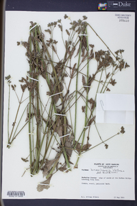 Verbena brasiliensis image