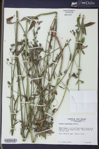 Verbena brasiliensis image