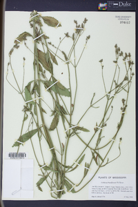 Verbena brasiliensis image