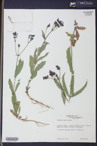 Verbena rigida image