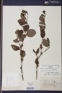 Ilex ambigua image