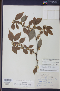 Ilex ambigua image