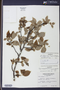 Ilex ambigua image