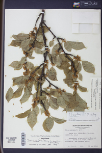 Ilex ambigua image