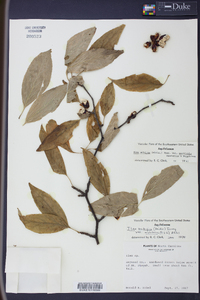 Ilex ambigua image