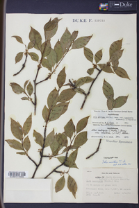 Ilex ambigua image