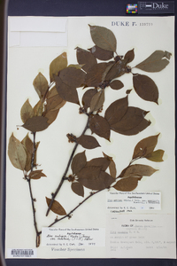 Ilex ambigua image