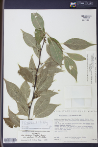 Ilex ambigua image