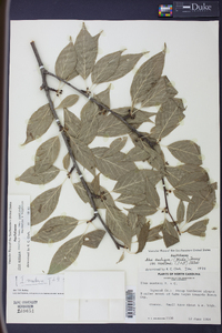 Ilex ambigua image