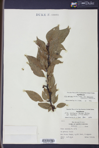 Ilex ambigua image