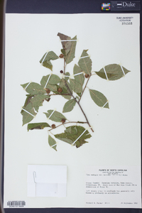 Ilex ambigua image