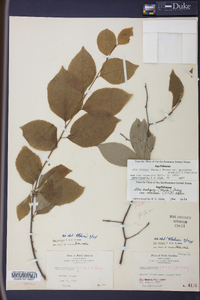 Ilex ambigua var. monticola image