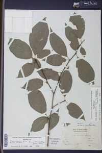 Ilex ambigua image