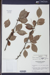 Ilex ambigua image