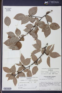 Ilex ambigua image