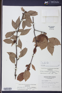 Ilex ambigua image