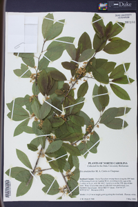 Ilex amelanchier image